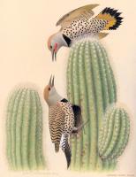 William Zimmerman - Northern Gilded Flicker